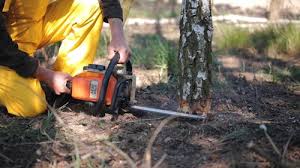 Best Tree Removal Services  in Barrington Hls, IL